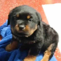German Rottweiler puppies