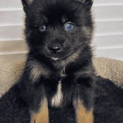 Pomsky puppies