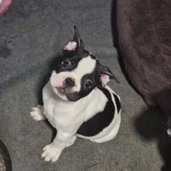 French Bulldog Puppies