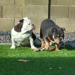 Male English Bulldog