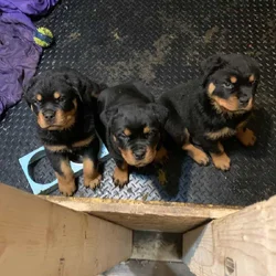 Rottweiler puppies AKC