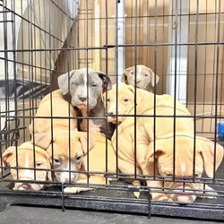 For sale pitbull