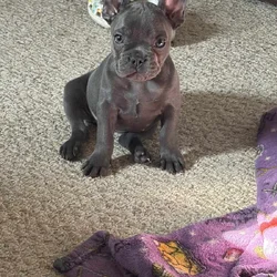 French Bulldog Puppy