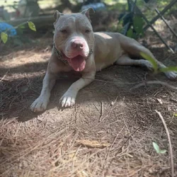 Albino Female pure breed american bully