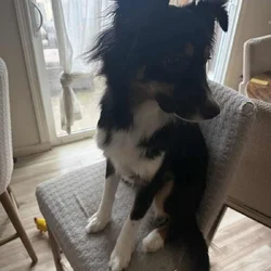 Selling Australian Shepherd