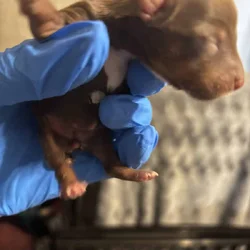 Forest Yorkies