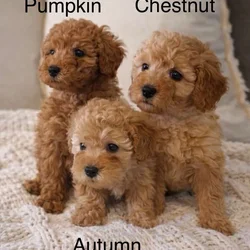 Miniature F2B Goldendoodles