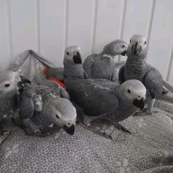 Male and female African grey Parrots Available