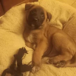 Belgian Malinois/ Shepard