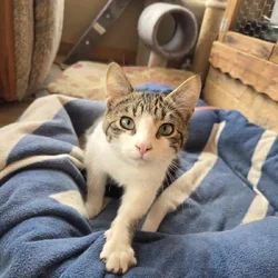 Free kittens for adoption