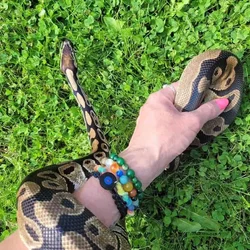 Ball Python with tank and supplies for sale