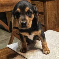 Purebred Beagle Puppies – Buffalo, MO