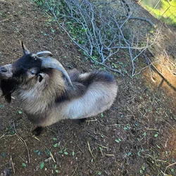 Tennessee Fainting Goat - Yearling