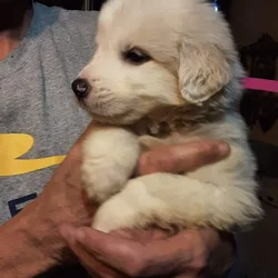 Great Pyrenees
