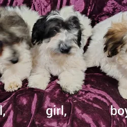 Yorkiepoo