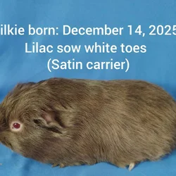 Guineapigs
