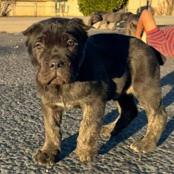 Cane Corso Pups
