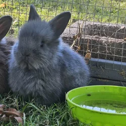 Bunnies bunny rabbit rabbits