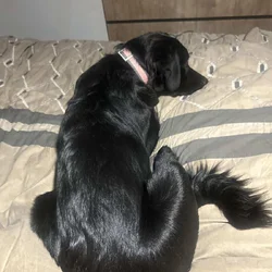 Sweet and loving lab collie mix