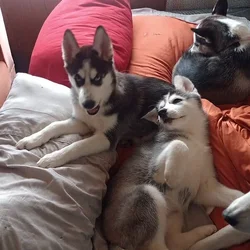 Siberian husky puppies