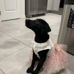 Labrador retriever for sale