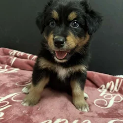 Australian Shepherd Black Tri Female Puppy