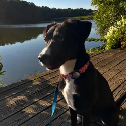 Sweet 1.5 year old mixed breed new new home