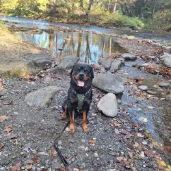 AKC Certified Litter Proven Rottweiler Stud
