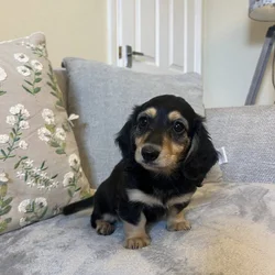 Miniature Dachshund Puppies Available