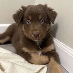 Australian Shepherd Red Female Puppy