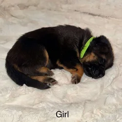 CLASSIC GERMAN SHEPHERD PUPPIES