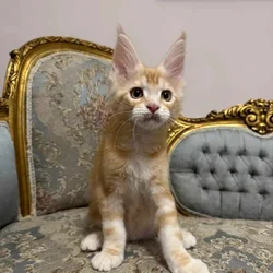 ✅#2 Maine Coon Kittens – Active TICA Reg for sale