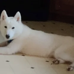 Husky re-home