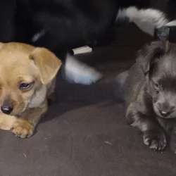 Chiweenie Puppies