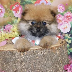 Chicago Pomeranian Boy. Super Sweet.