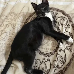 Rehoming Kitten