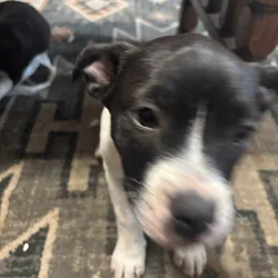 Boxer Mix Puppies