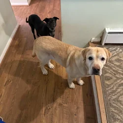 Healthy Golden Retriever. Vet Checked, Friendly &