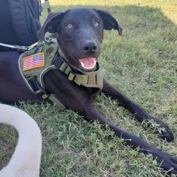 Black Lab Needing Home