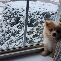Miniature Maltipom puppy boy for sale