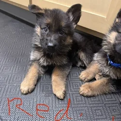 AKC purebred German Shepherd puppies