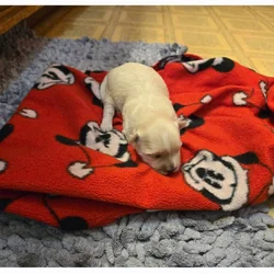 Maltese Male 10 wks