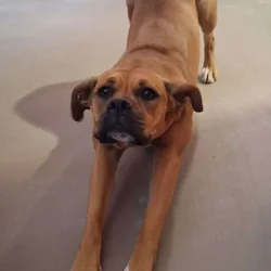 Ruby Looking For Her Forever Home