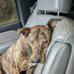 Loving Brindle