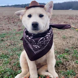 Shepsky Puppies