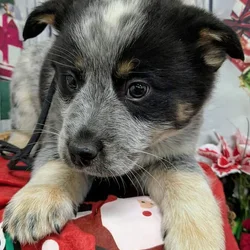 Aust. Blu Heeler Puppies. Super Smart!!!