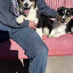 Australian shepherd