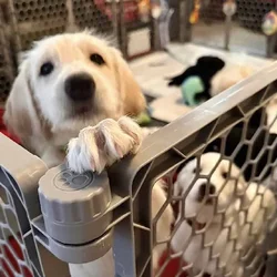 Golden Pyrenees Labradoodles just in time for Xmas