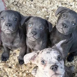 Zelda x Tiaga: Frenchador Litter