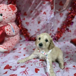 Goldendoodle Puippies